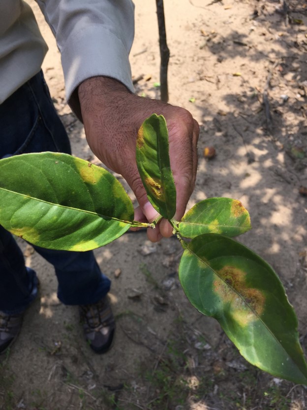 CLD symtoms on citrus fruit leaf 3