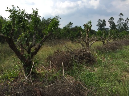 Management of Citrus Leprosis in an orchard (heavy pruning to control mite population 1