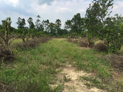 Management of Citrus Leprosis in an orchard (heavy pruning to control mite population 2