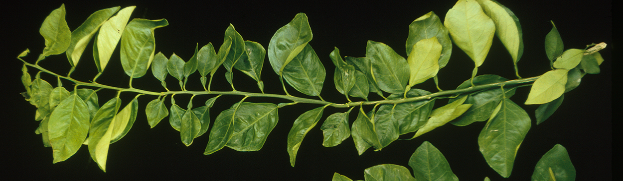 small Valencia orange leaves showing curled and abnormally small leaves due to stubborn disease