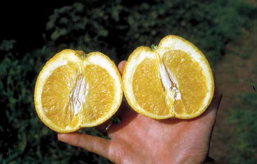 discolored citrus seeds caused by CSD