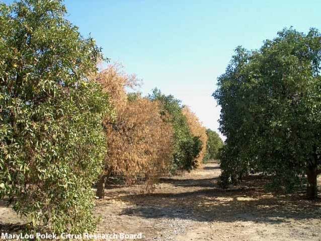 Tree symptom: quick decline