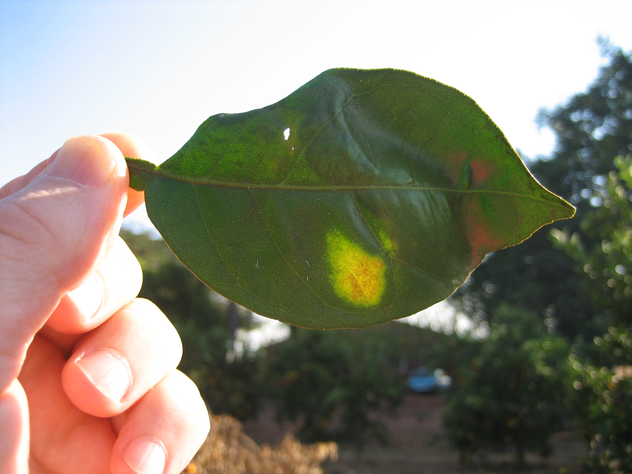 Citrus variegated chlorosis