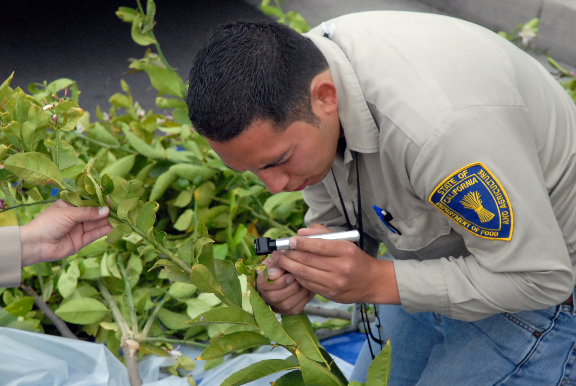 Alex Muniz, Senior Environmental Scientist, Supervisor, Inspecting citrus leave for Asian citrus psyllid