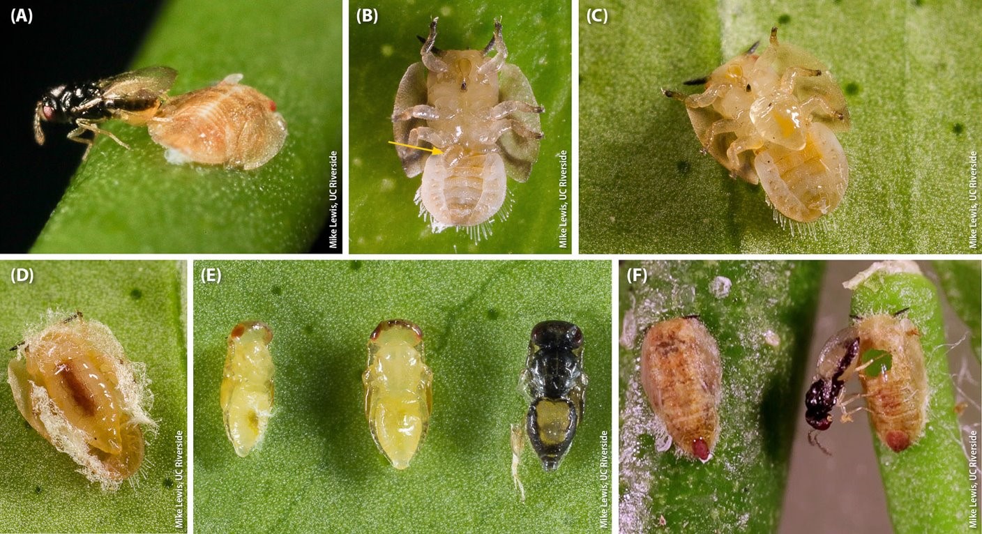 life stages of t.radiata