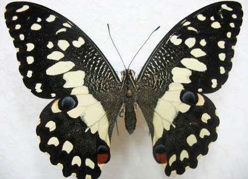 Lime swallowtail