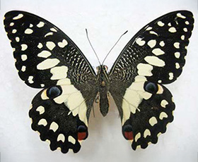 Lime Swallowtail butterfly against white background