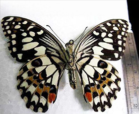 Lime Swallowtail butterfly next to ruler