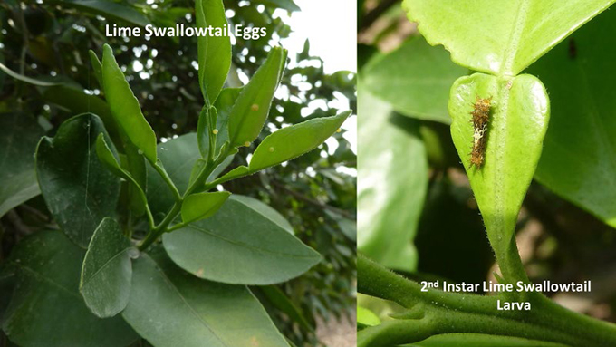 Lime Swallowtail Eggs. 2nd Instar Lime Swallowtail Larva.