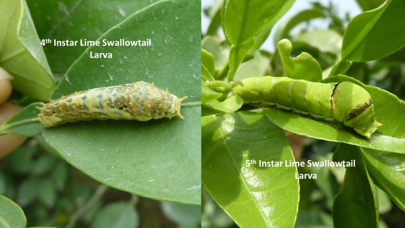 4th Instar Lime Swallowtail Larva. 5th Instar Lime Swallowtail Larva