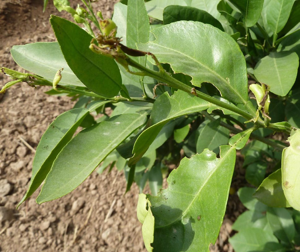 Lime Swallowtail Larva on leaf closeup