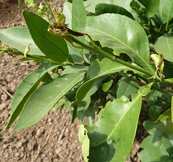 Lime Swallowtail Larva on leaf closeup