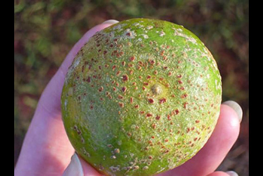 Lime fruit infected with Sweet Orange Scab, indicated by brown and pink spot lesions on the rind of the fruit