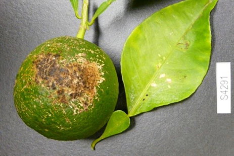 Advanced Sweet Orange Scab fungal infection on a lime fruit, indicated by a rasied large yellow and dark brown lesion on the rind of the fruit