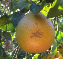 tangelo with sweet orange scab