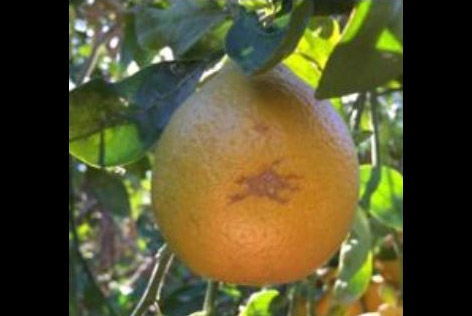 Tangelo with a small, raised, and brown lesion on the rind, indicating the initial symptoms of Sweet Orange Scab fungal infection