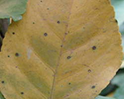 Lesions on Leaves