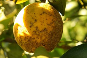 Orange with advance infection of Sweet Orange Scab, indicated by brown spot lesions that resembe water splashes