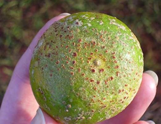 SOS disease on lime