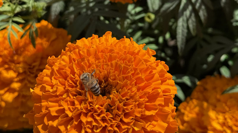 photo: a bee in an orange flower