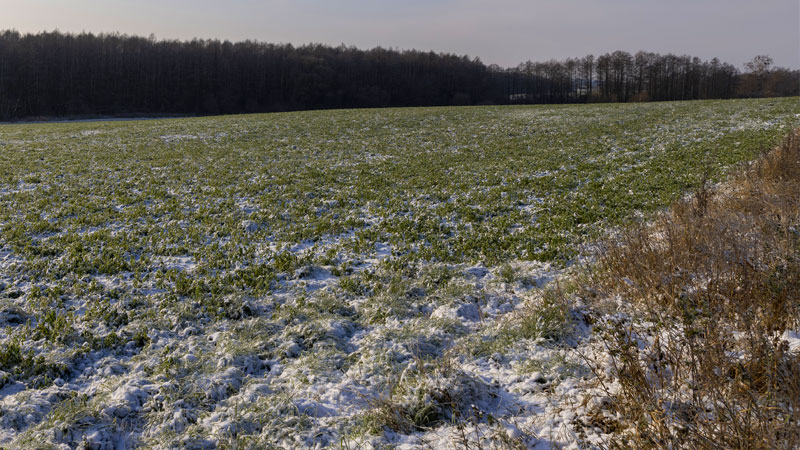 photo: field with sparse snow