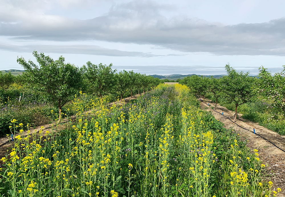 photo: field of yellow wildflowers