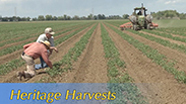 Heritage Harvests