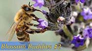 Video thumbnail for Growing California video series: "Blossom Buddies," Part 2