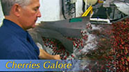 Video thumbnail for Growing California video series: Here Comes Cherry Season