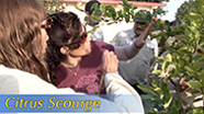 Video thumbnail for Growing California video series: Citrus Scourge