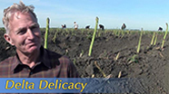 Video thumbnail for Growing California video series: Delta Delicacy