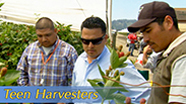 Video thumbnail for Growing California video series: Teen Harvesters