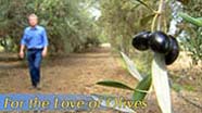 Video thumbnail for Growing California video series: For the Love of Olives
