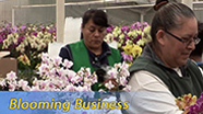 Blooming Business