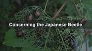 Concerning the Japanese Beetle