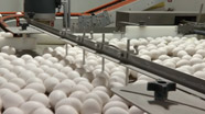 Growing California video Series: Eggsacting Standards