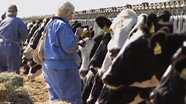 Video thumbnail for AHFSS: Protecting Livestock and Food 