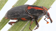 Red Palm Weevil Eradicated