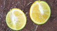Video thumbnail for Save Our Citrus: CDFA Protects Against the threat of Huanglongbing (Citrus Greening).