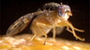 Video thumbnail for Spinosad Treatment for Exotic Fruit Fly Eradication