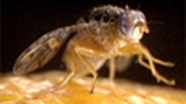 Fruit Fly Treatments