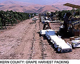 Kern County: Grape Harvest
