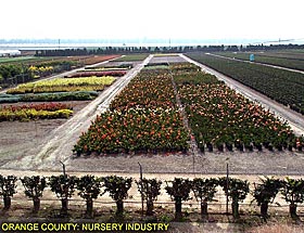 Orange County: Nursery Industry
