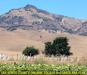 San Banito County: Organic Squash