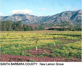 Santa Barbara County: New Lemon Grove