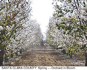 Santa Clara County: Orchard in Bloom