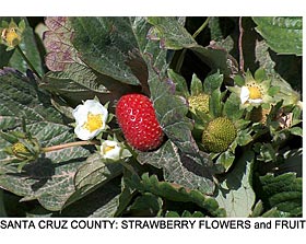Santa Cruz County: Strawberry Flowers and Fruit