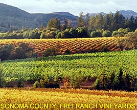 Sonama County: Vineyards