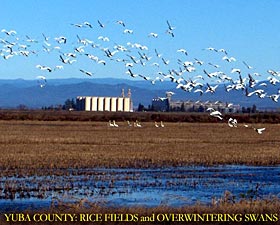 Yuba County: Rice Fields