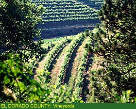 El darado County :Vineyards